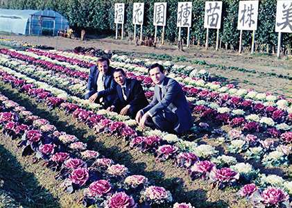 美里農場にて試作中の縮緬葉牡丹の育種