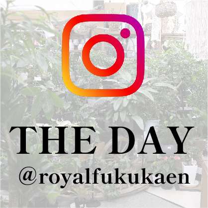＠royalfukukaen