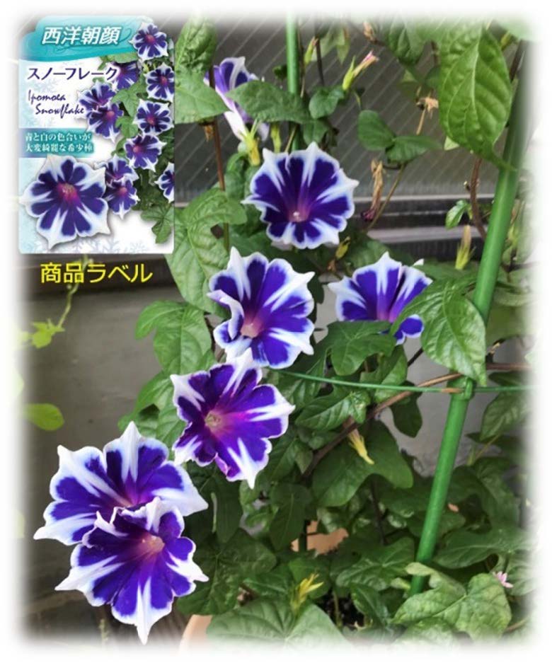 西洋朝顔 スノーフレーク - 福花園種苗株式会社