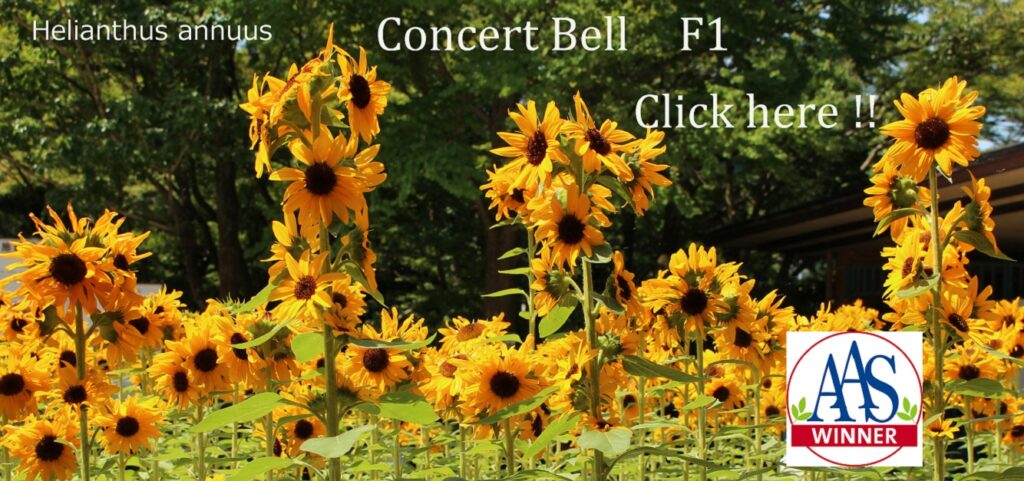 ひまわり コンサートベル - 福花園種苗株式会社