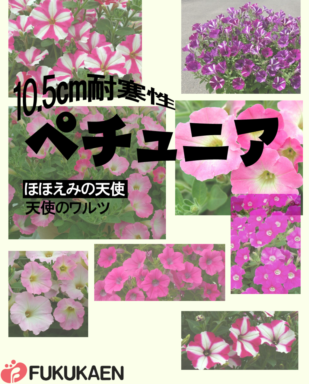 ペチュニア - 福花園種苗株式会社