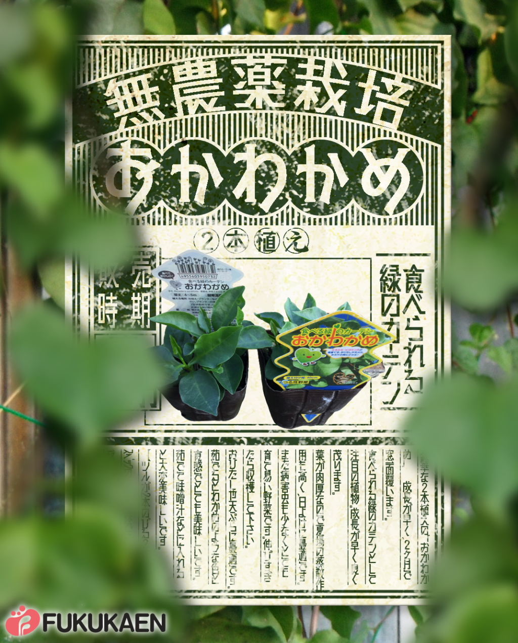 食べられる緑のカーテン「おかわかめ2本植え」 無農薬栽培苗 - 福花園