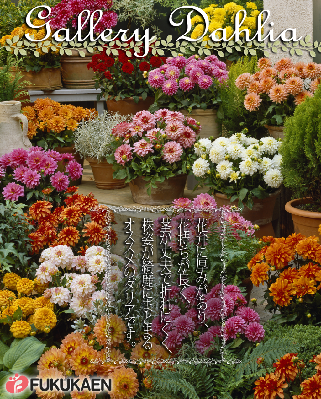ダリア百科　園芸本　花づくり　花作り　日本ダリア会 ダリア百科 園芸本 花づくり 花作り 日本ダリア会