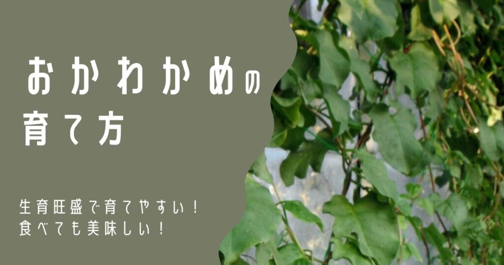 おかわかめの特徴と育て方 - 福花園種苗株式会社